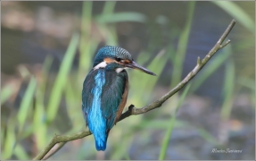 <p>LEDŇÁČEK ŘÍČNÍ (Alcedo atthis)</p>
